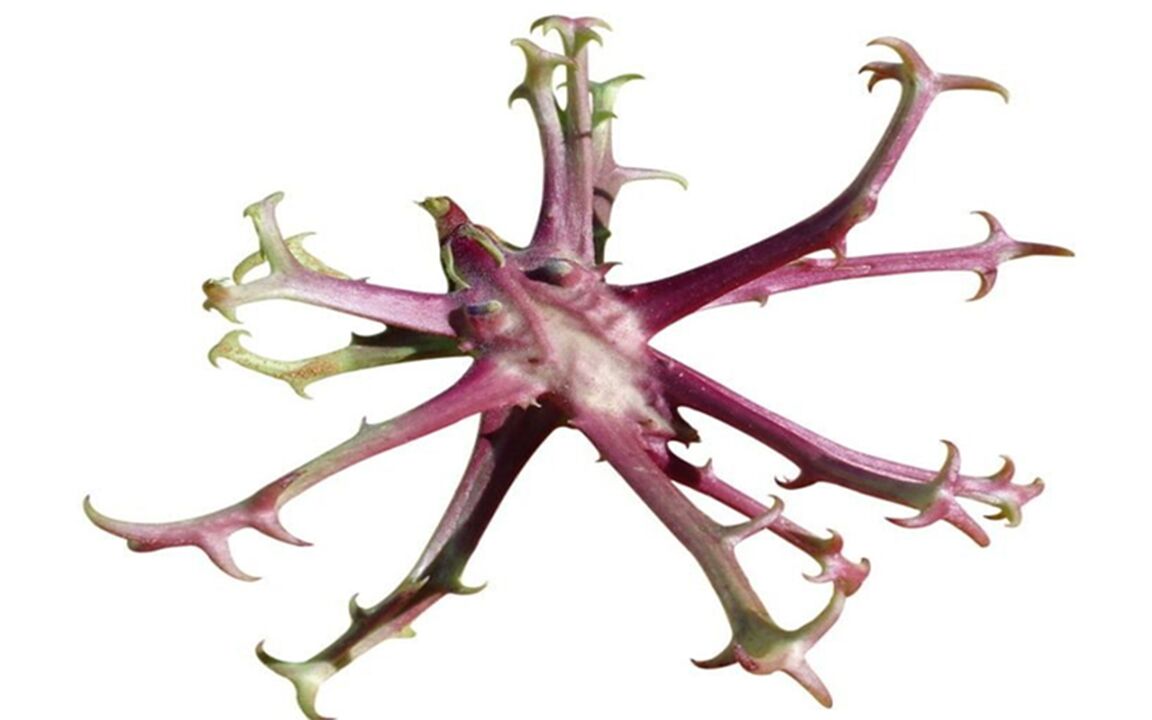 Devil's Claw extract Hondrolife-en